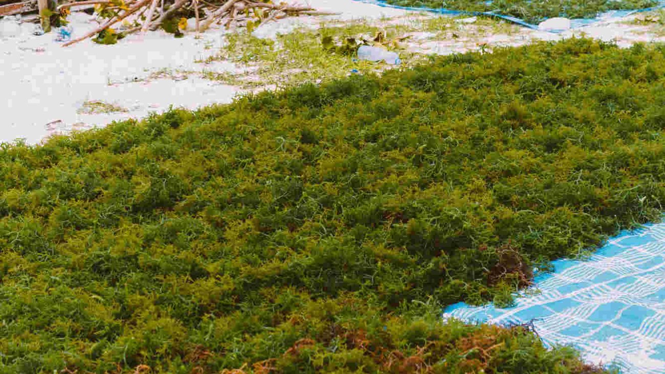 indonesia-lembongan-seaweed-is-dried-make-cosmetics