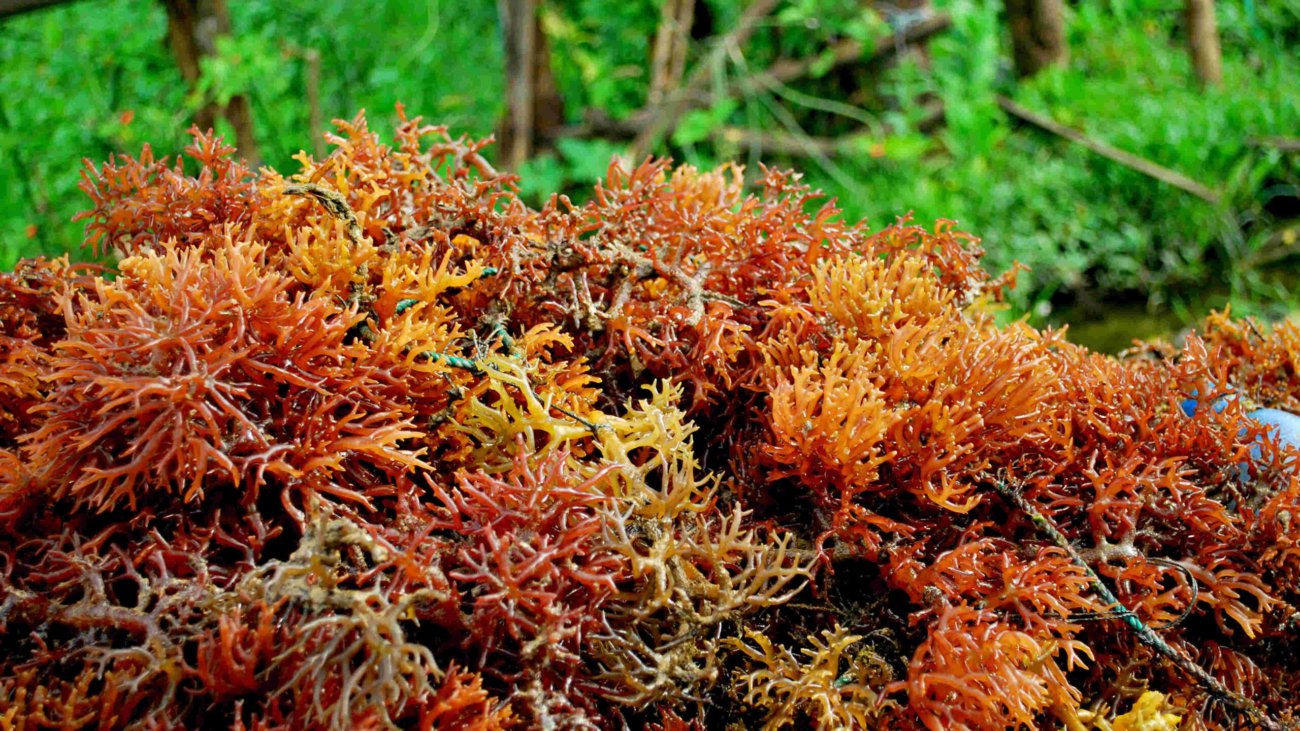 Euchema,Cottonii,Seaweed,From,Bone,,South,Sulawesi