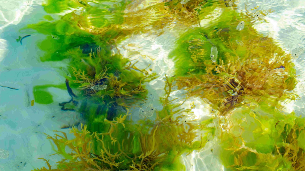 Algae,Seaweed,Plantations,Under,Water,In,The,Indian,Ocean,Off